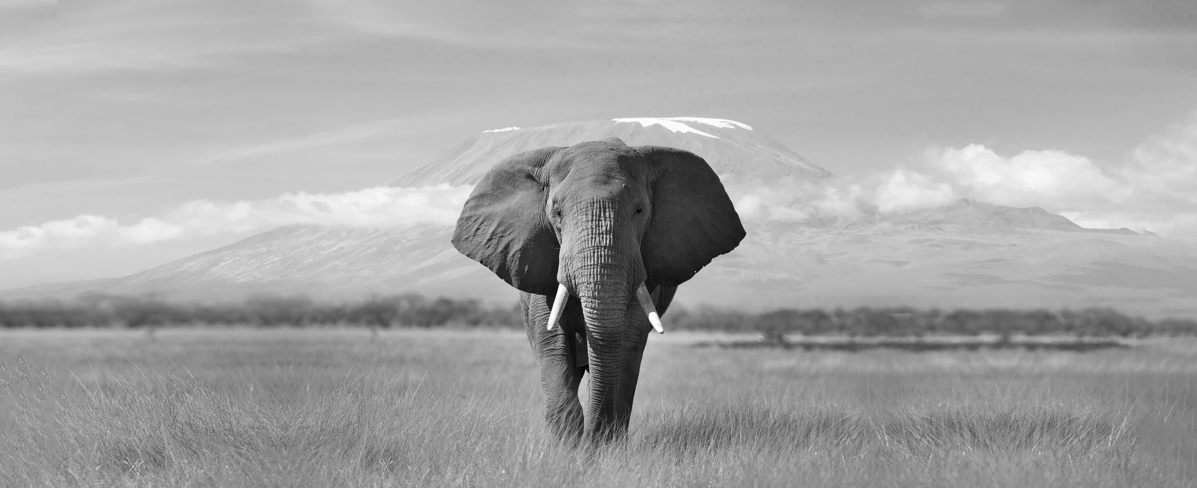 Wildlife viewing during the dry season